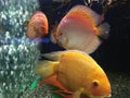 Fish; aquarium; goldfish; fish family Royalty Free Stock Photo